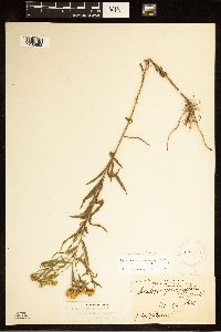 Euthamia graminifolia image