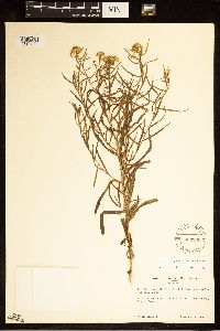 Euthamia gymnospermoides image