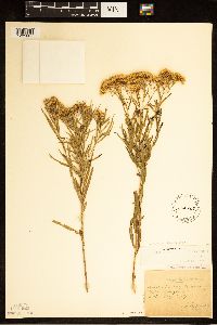 Euthamia gymnospermoides image