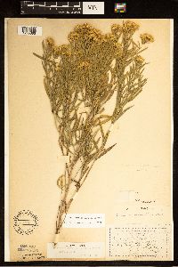 Euthamia gymnospermoides image