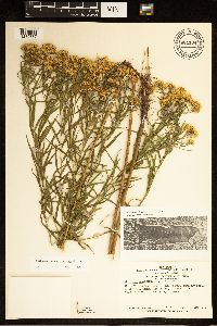 Euthamia gymnospermoides image