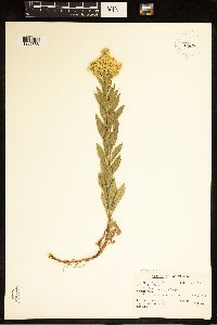 Euthamia occidentalis image