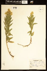 Euthamia occidentalis image