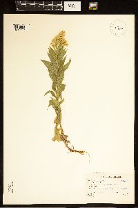 Euthamia occidentalis image