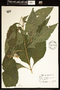 Eutrochium purpureum image