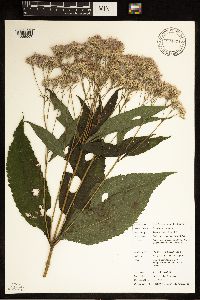Eutrochium purpureum image