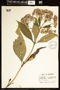Eutrochium purpureum image