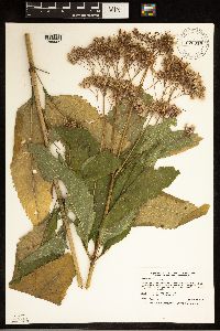 Eutrochium purpureum image