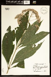 Eutrochium purpureum image
