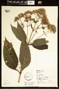 Eutrochium purpureum image