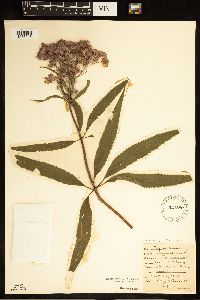 Eutrochium purpureum image