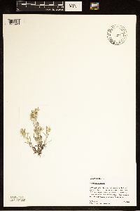 Gnaphalium uliginosum image
