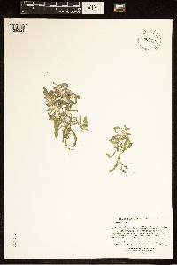 Gnaphalium uliginosum image