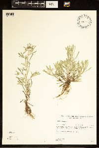 Gnaphalium uliginosum image