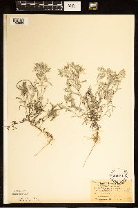 Gnaphalium uliginosum image
