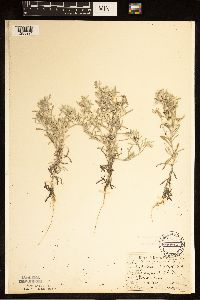 Gnaphalium uliginosum image