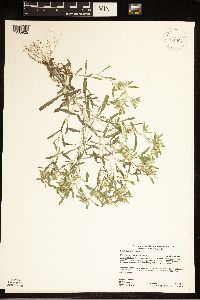 Gnaphalium uliginosum image