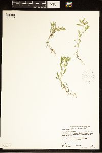 Gnaphalium uliginosum image