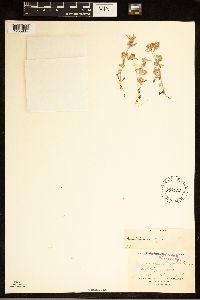 Gnaphalium uliginosum image
