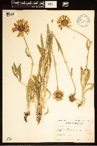 Gaillardia pulchella image