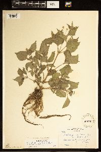 Galinsoga quadriradiata image