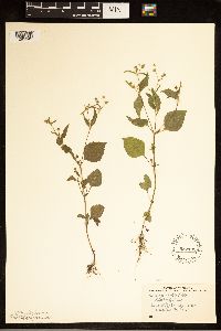 Galinsoga quadriradiata image