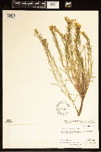 Gutierrezia sarothrae image