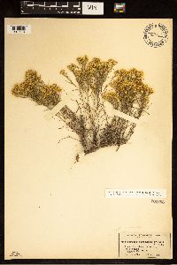 Gutierrezia sarothrae image