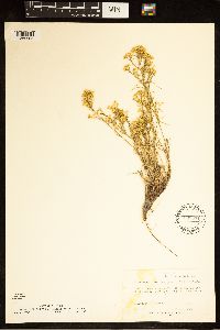 Gutierrezia sarothrae image