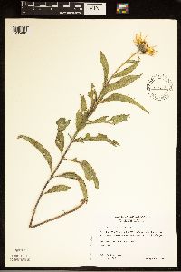 Helianthus maximiliani image