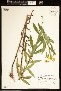Helenium autumnale image