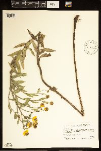 Helenium autumnale image