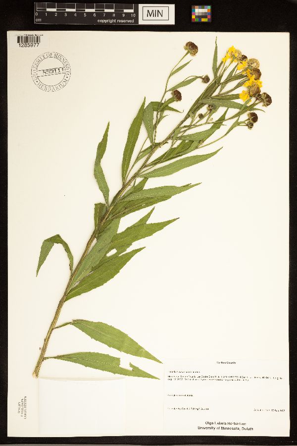 Helenium autumnale image
