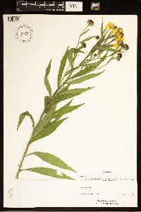 Helenium autumnale image