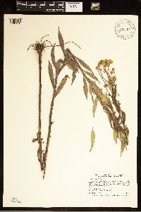 Helenium autumnale image