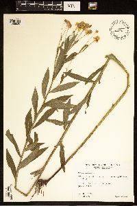 Helenium autumnale image