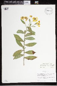 Helenium autumnale image