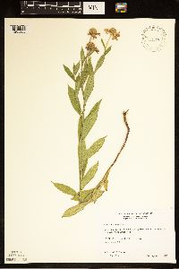 Helenium autumnale image