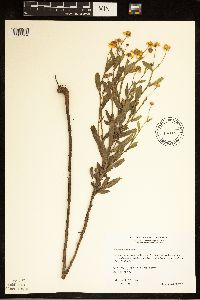 Helenium autumnale image