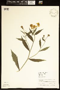 Helenium autumnale image