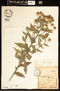 Helenium autumnale image