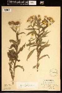 Helenium autumnale image