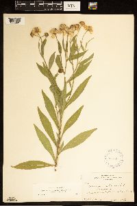 Helenium autumnale image