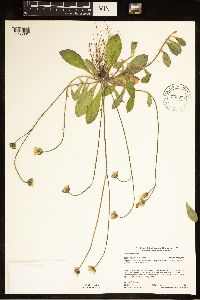 Hieracium pilosella image