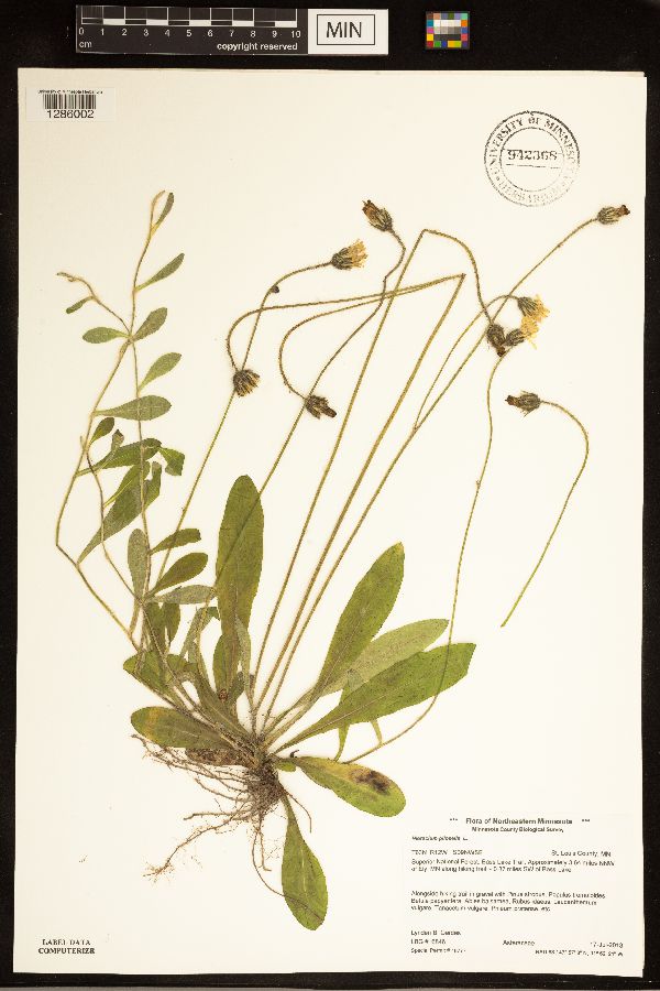 Hieracium pilosella image