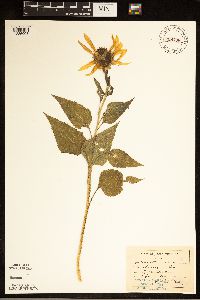 Helianthus annuus image