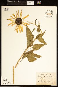 Helianthus annuus image