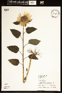 Helianthus annuus image