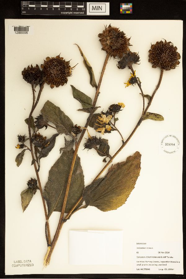 Helianthus annuus image