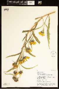 Helianthus maximiliani image
